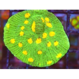 CHALICE SPACE INVADERS 