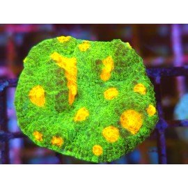 CHALICE SPACE INVADERS 