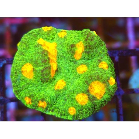 CHALICE SPACE INVADERS 