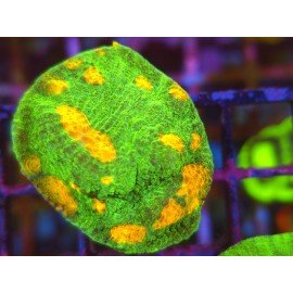 CHALICE SPACE INVADERS 