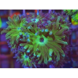 DUNCANOPSAMIA MULTIHEAD 