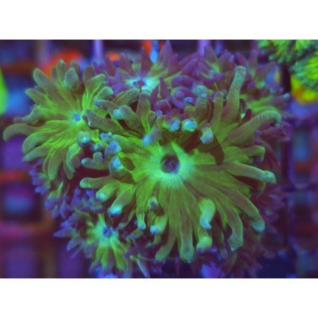 DUNCANOPSAMIA MULTIHEAD 