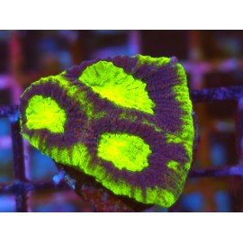 GONIASTREA DRAGON SOUL