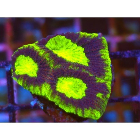 GONIASTREA DRAGON SOUL