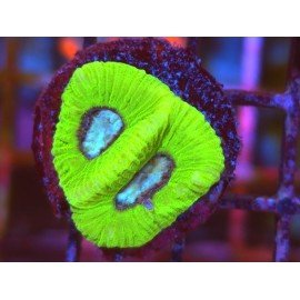 GONIASTREA WHITE CENTER