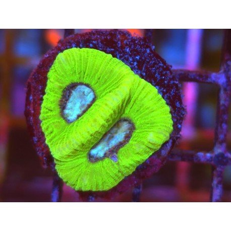 GONIASTREA WHITE CENTER