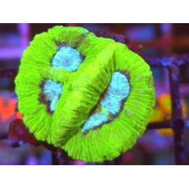 GONIASTREA WHITE CENTER