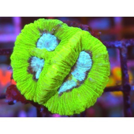 GONIASTREA WHITE CENTER