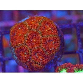 MICROMUSSA FIRE STARTED