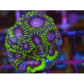 FAVIA MIDNIGHT PRINCESS