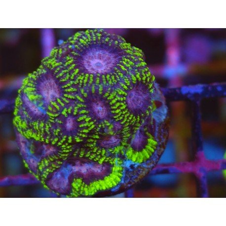 FAVIA MIDNIGHT PRINCESS