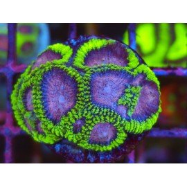 FAVIA MIDNIGHT PRINCESS