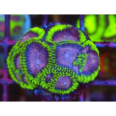 FAVIA MIDNIGHT PRINCESS