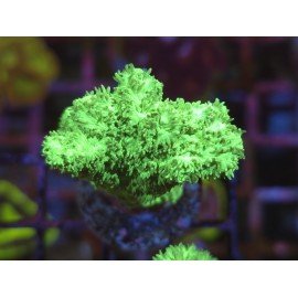 HYDNOPHORA GREEN ULTRA