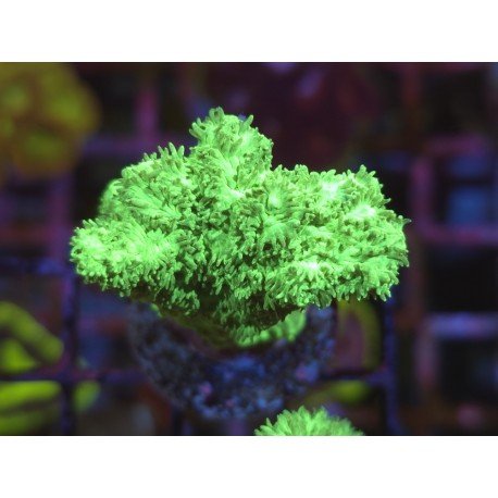 HYDNOPHORA GREEN ULTRA