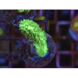 HYDNOPHORA GREEN ULTRA