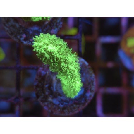 HYDNOPHORA GREEN ULTRA