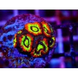 MICROMUSSA HOLY GRAIL