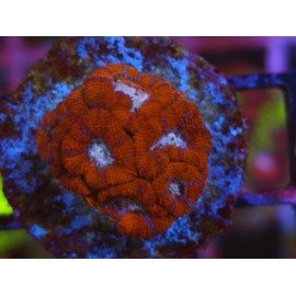 MICROMUSSA WHITEFLARE