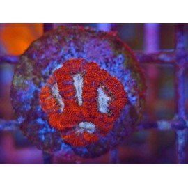 MICROMUSSA WHITEFLARE