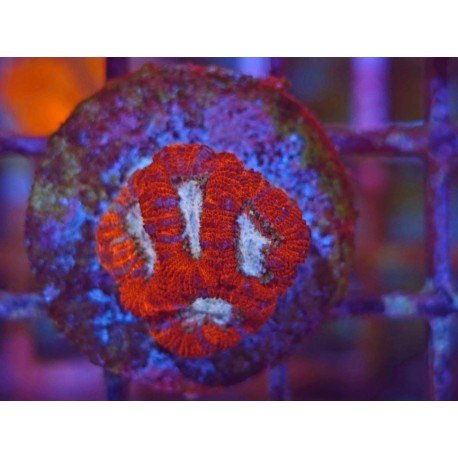 MICROMUSSA WHITEFLARE