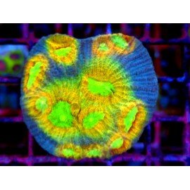 MYCEDIUM ELEPHANTUS MANGO TANGO