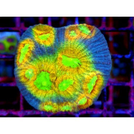 MYCEDIUM ELEPHANTUS MANGO TANGO