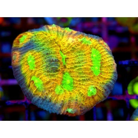 MYCEDIUM ELEPHANTUS MANGO TANGO