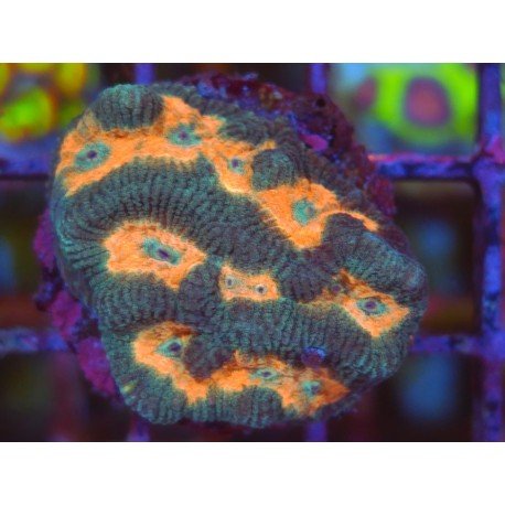 PLATYGIRA ORANGE GLITTER