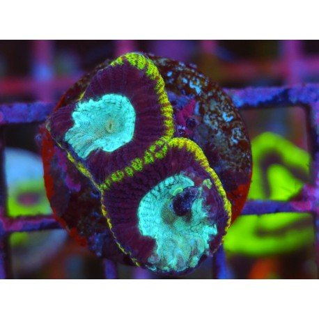 GONIASTREA YELLOW RIM