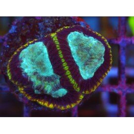 GONIASTREA YELLOW RIM