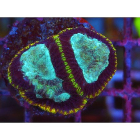 GONIASTREA YELLOW RIM