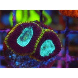 GONIASTREA YELLOW RIM