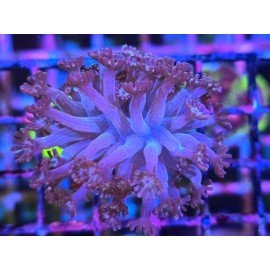 GONIOPORA RISING SUN 