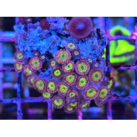 CANDY APPLE ZOAS