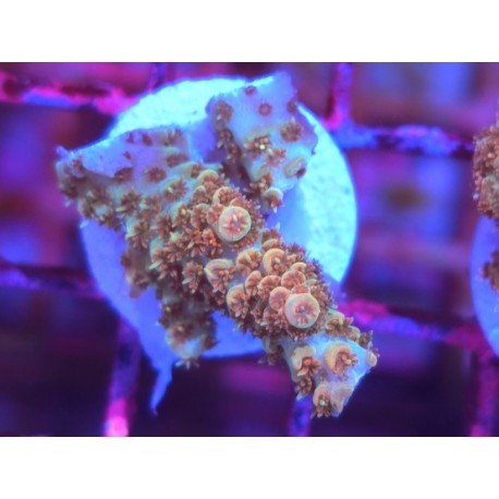 BONFIRE RAINBOW TABLE ACRO