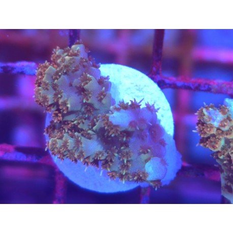 BONFIRE RAINBOW TABLE ACRO