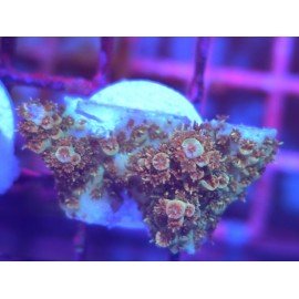 BONFIRE RAINBOW TABLE ACRO