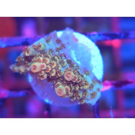 BONFIRE RAINBOW TABLE ACRO