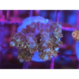 BONFIRE RAINBOW TABLE ACRO