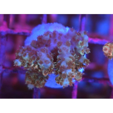 BONFIRE RAINBOW TABLE ACRO