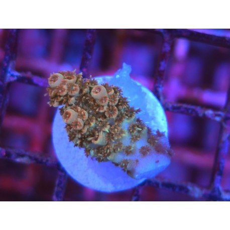 BONFIRE RAINBOW TABLE ACRO