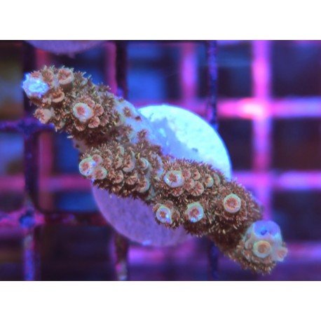 BONFIRE RAINBOW TABLE ACRO