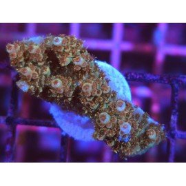 BONFIRE RAINBOW TABLE ACRO