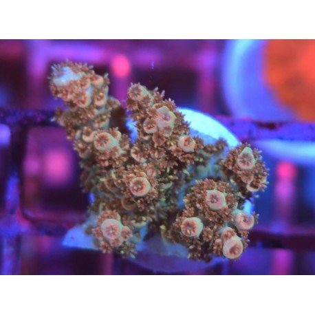 BONFIRE RAINBOW TABLE ACRO