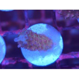 STRAWBERRY SHORTCAKE