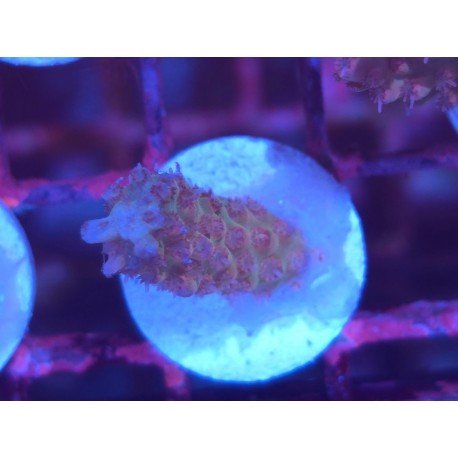 STRAWBERRY SHORTCAKE