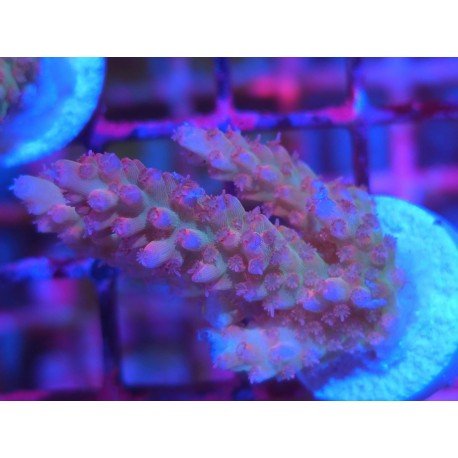 STRAWBERRY SHORTCAKE