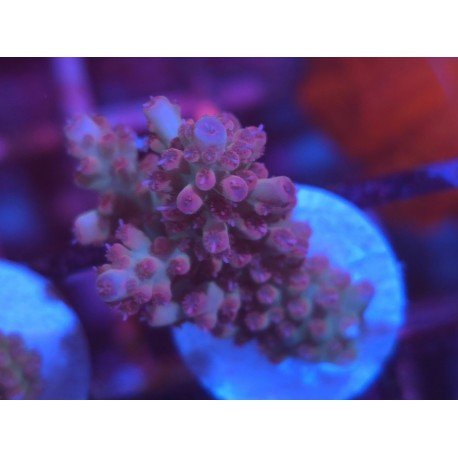 STRAWBERRY SHORTCAKE