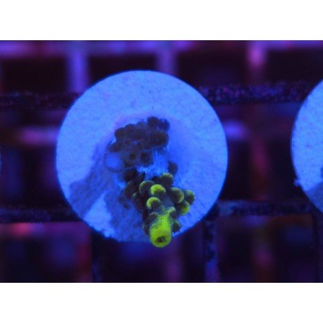 SUPER YELLOW WOLVERINE